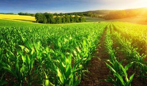 Sustainable Farming Initiatives