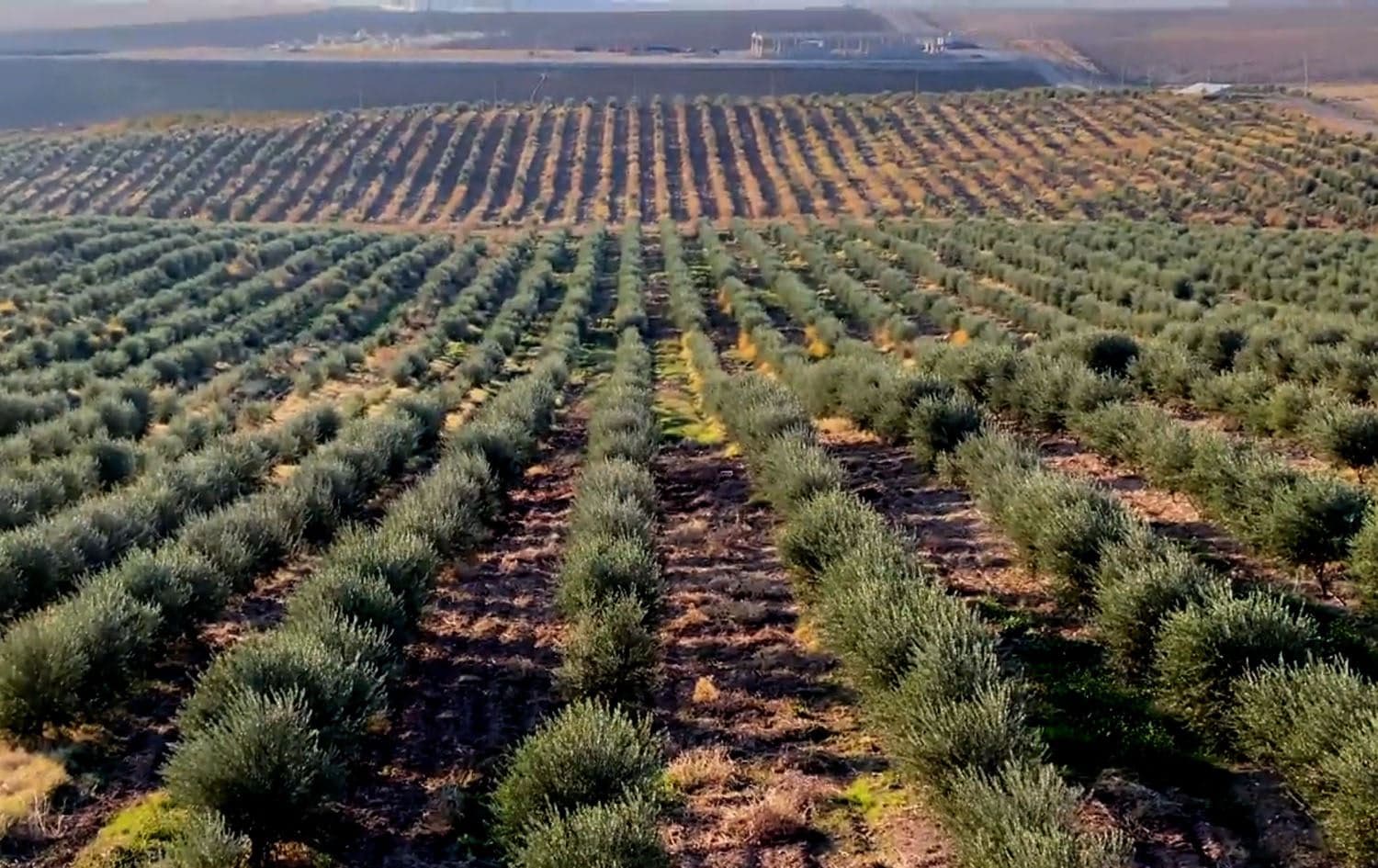 Olive Project